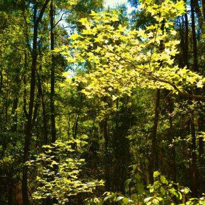 金沙8888js官方app下载